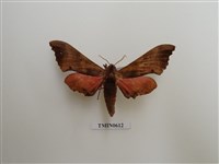 藏品(桃紅六點天蛾)的圖片